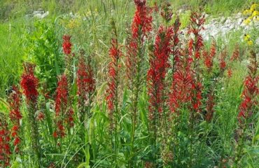 Cardinal Flower, a native plant found in a jurisdictional wetland in DuPage County
