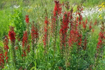 Cardinal Flower, a native plant found in a jurisdictional wetland in DuPage County