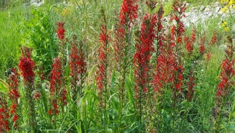 Cardinal Flower, a native plant found in a jurisdictional wetland in DuPage County
