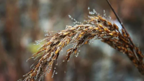 Nikki Axtolis took this picture of a native grass while out with McHenry Couty Certified Wetland Specialist David Koldoff