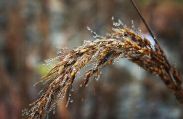 Nikki Axtolis took this picture of a native grass while out with McHenry Couty Certified Wetland Specialist Rebecca Olson