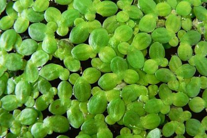 Wetland Survey finding Common DuckWeed Wetland Survey finding Common DuckWeed