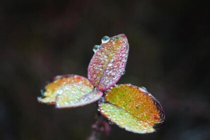 Plant found by wetland identification program in McHenry County Illinois