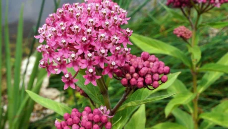 Swamp Milkweed found at a wetland project in DuPage County Illinois