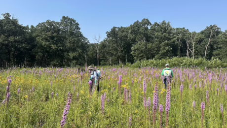 Ecological Restoration in action. Restoration Technicians in the field.