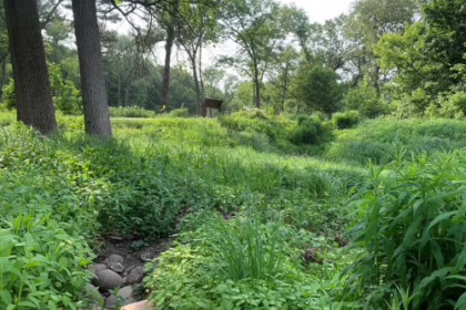 Ravine Restoration at Sinnissippi Park