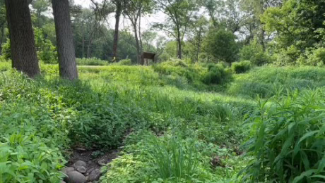 Ravine Restoration at Sinnissippi Park