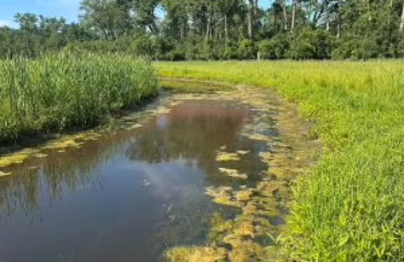 Vegetation Monitoring of Hibbard Preserve Wetland
