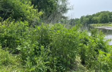 Restoration Monitoring of vegetation along Naperville Stream Restoration Monitoring of vegetation along Naperville Stream