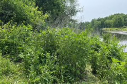 Restoration Monitoring of vegetation along Naperville Stream