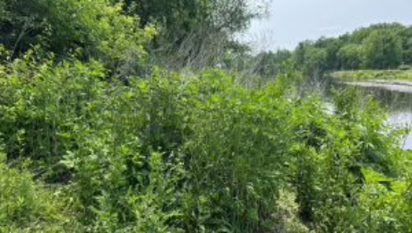 Restoration Monitoring of vegetation along Naperville Stream