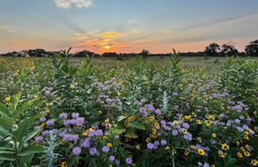 Wetland Mitigation Bank, Bass Creek Watershed, Afton Wisconsin