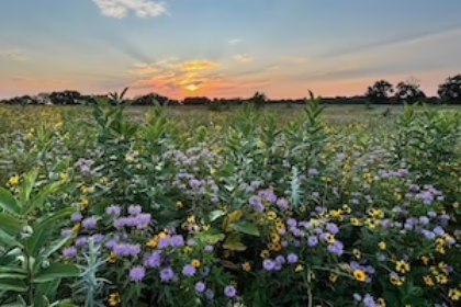 Wetland Mitigation Bank, Bass Creek Watershed, Afton Wisconsin